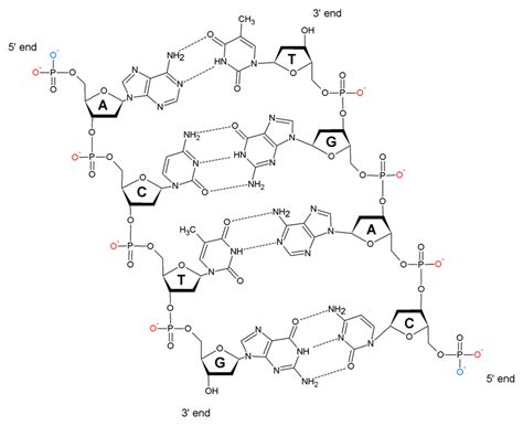 A Short Sequence ACTG Of A Double Stranded DNA Molecule Two