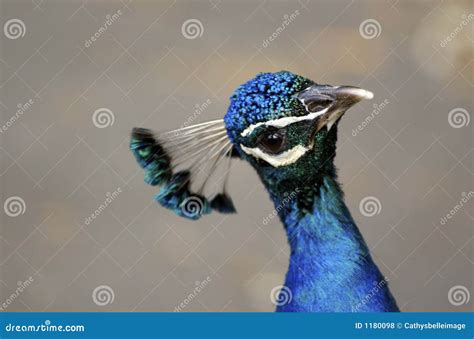 Peacock stock photo. Image of brilliant, peacock, beak - 1180098