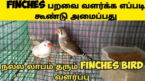 How To Make Finches Cage Setup In Tamil And Finches Business Tamil