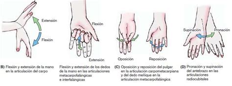 Articulaciones De La Mano