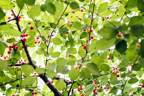 Free Images Tree Nature Branch Blossom Fruit Berry Leaf Flower