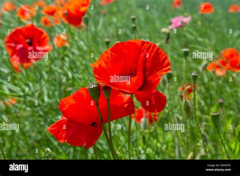 Les noms communs pour les rhoeas de Papaver comprennent le pavot à maïs