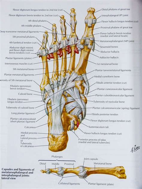 Netter's Atlas Of Human Anatomy