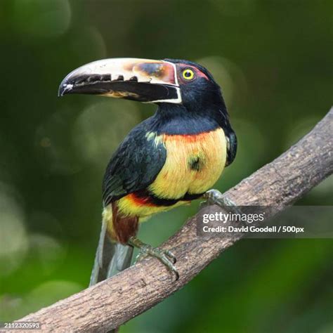 Keel Billed Toucan Photos And Premium High Res Pictures Getty Images