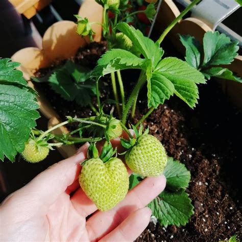 Erdbeeren Pflanzen Zeitpunkt Balkon