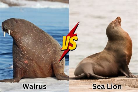 Seals Vs Sea Lions Key Differences Explained Ocean Action Hub