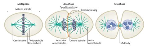 A Schematic Diagram Representing The Distribution Of Microtubule And