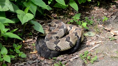 Rattlesnake Encounter Along A Pennsylvania Trail YouTube