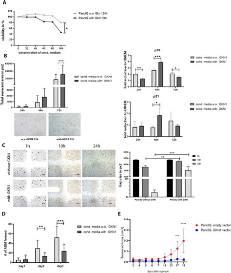 In Vitro And In Vivo Effects Of Gkn1 Protein A Viability Of Panc 02