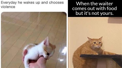 Cat Memes For A More Wholesome Weekend Know Your Meme The Best Porn