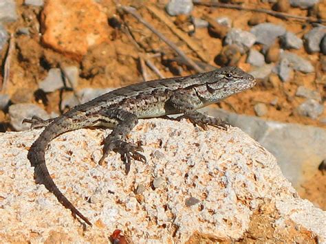 Eastern Fence Lizard Wallpapers Wallpaper Cave