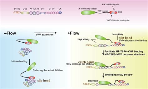 ADAMTS13 VWF Binding Model ADAMTS13 May Bind VWF Via Different Sites