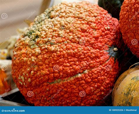 Red Warty Thing Cucurbita Maxima Stock Photo Image Of Large