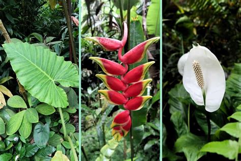 Hawaii Tropical Botanical Garden - Is It Worth It? - The Froggy Adventures