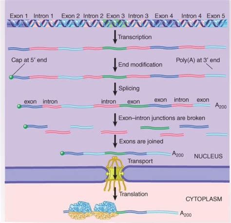 RNA Splicing and Processing Flashcards | Quizlet