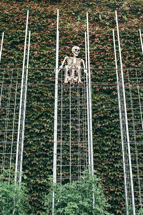 Skeleton In A Garden Above Tomato Plants And An Ivy Wall By Stocksy