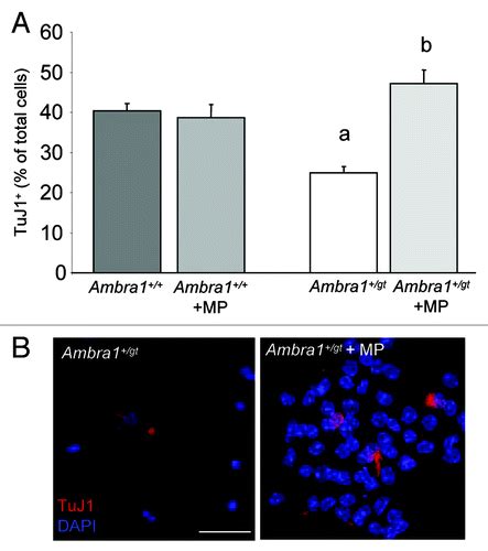 Full Article Atg5 And Ambra1 Differentially Modulate Neurogenesis In Neural Stem Cells