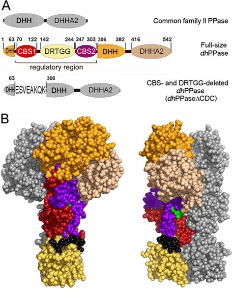 Cystathionine β Synthase Cbs Domains Confer Multiple Forms Of Mg2