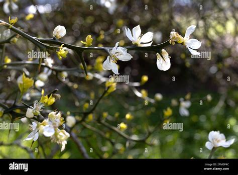 Poncirus Trifoliata Trifoliate Orange Bush Blossoming Stock Photo Alamy