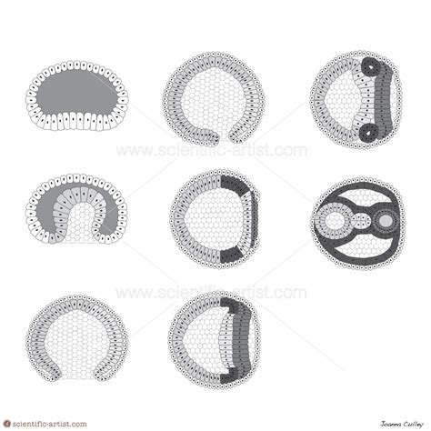 Gastrulation | | Scientific-Artist.com | Scientific Artist Joanna ...