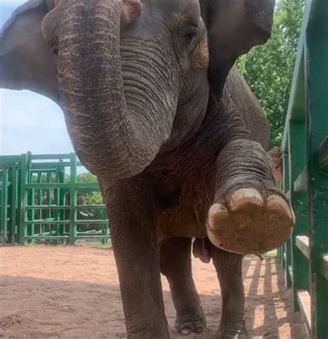 Watch Elephants Do Yoga Get Pedicures At Syracuse Zoo