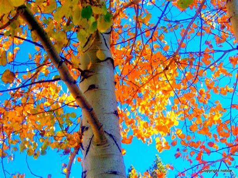 Aspen Tree in fall foliage - Lake Tahoe | Fall foliage, Plein air paintings, Aspen trees