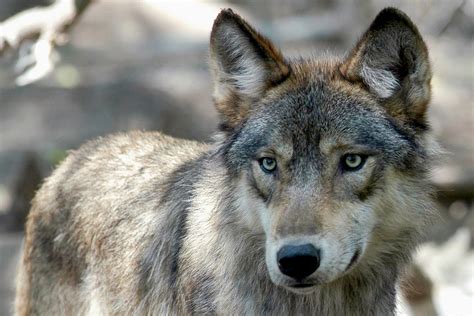 Wolf Attacks On Hunting Dogs Rise In Wisconsin Wpr