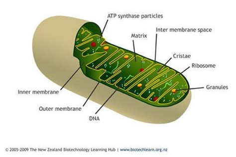 Diagram Of A Mitochondrion Showing The Inner And Outer Membranes And The Folded Cristae