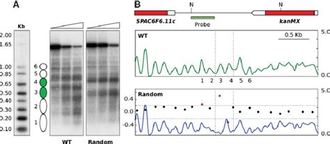 Sequence Changes Destabilize Nucleosome Positioning In Nontranscribed