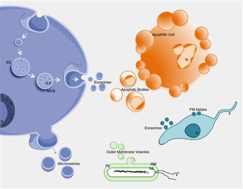 外泌体速通手册（上篇） 自主发布 生物在线 Lab On Web