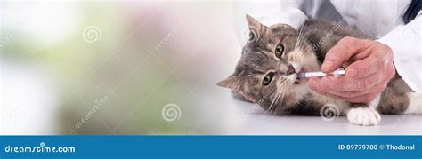 Cat Getting Medication Stock Photo Image Of Medication 89779700