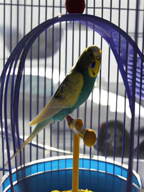 Budgie Cage: Creating a Safe and Stimulating Haven for Your Feathered ...