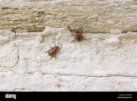 Black and white striped beetle hi-res stock photography and images - Alamy