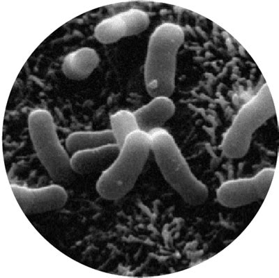 Bifidobacterium Lactis Hn Database