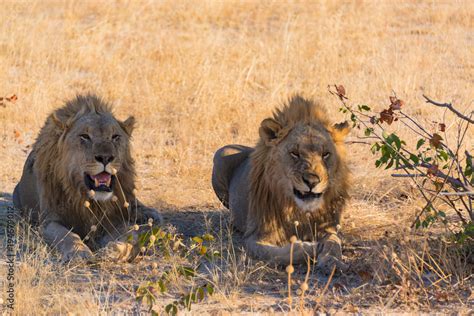 Two Male Lions Resting In The Shade Stock Foto Adobe Stock