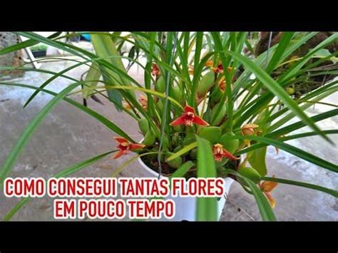 Dicas Dona Maria COMO CONSEGUI TANTAS FLORES EM POUCO TEMPO Flores