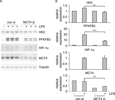 Mct Knockdown Attenuates Lps Induced Expression Of Glycolytic Enzymes