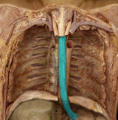 Esophagus And Stomach Flashcards Quizlet