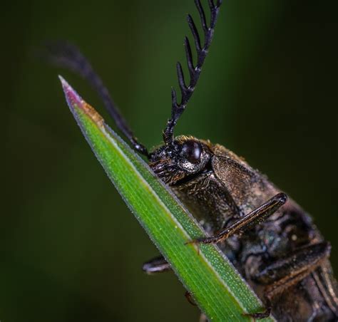 Beetle Macro Insecte Brin Photo Gratuite Sur Pixabay Pixabay