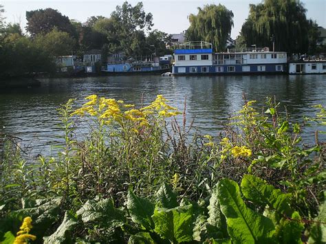 Canadian Goldenrod Digital Image Christopher Chatfield Flickr