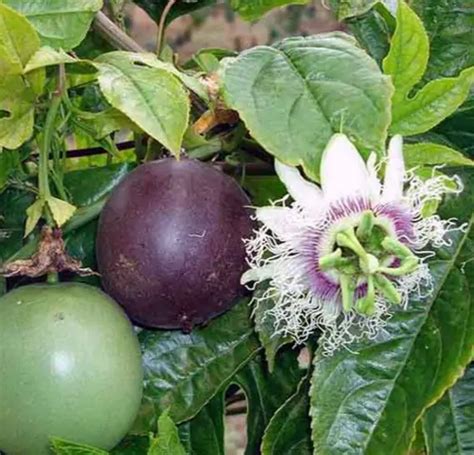 Passiflora Edulis