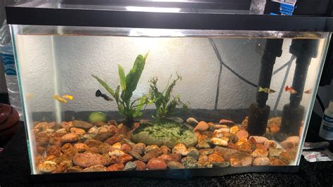 10 Gallon Guppy Tank Setup YouTube