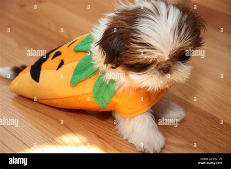 12 Week Old Shih Tzu Shiatsu Dog Parading Around With Halloween Costume