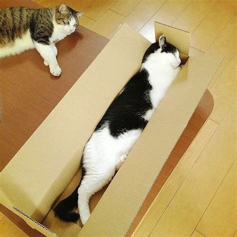 18 Hilarious Pictures Of Cats Stretching Top13