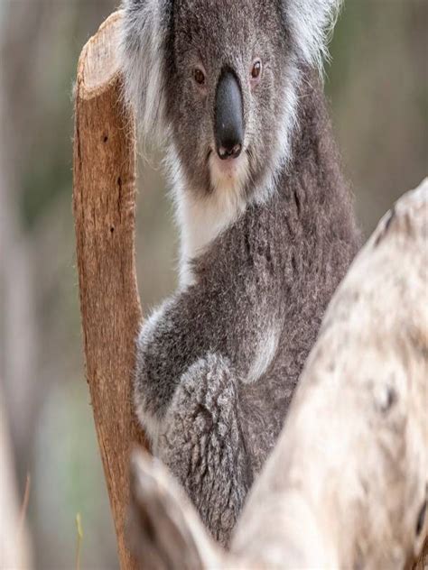 5 of the Most Endangered Species in Australia - MindStick YourViews – MindStick YourViews