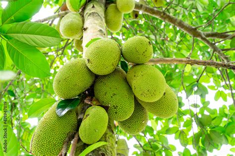 Jackfruit Or Pohon Nangka Is The Name Of A Kind Of Tree As Well As