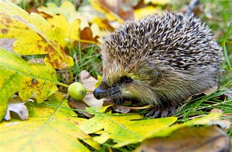 Was Fressen Igel Das Wichtigste Im Berblick