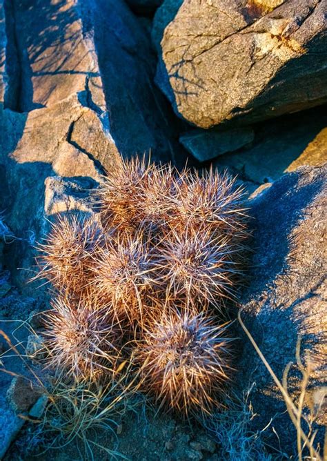 Strawberry Hedgehog Cactus Echinocereus Engelmannii A Group Of