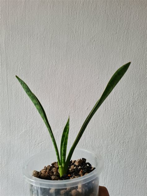 Sansevieria Trifasciata Masoniana Victoria Whales Tongue Whales Fin