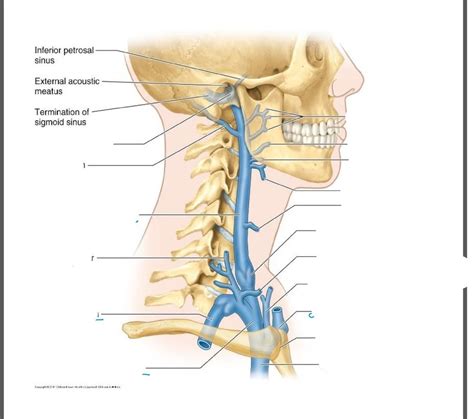 Veins Of The Neck Diagram Quizlet